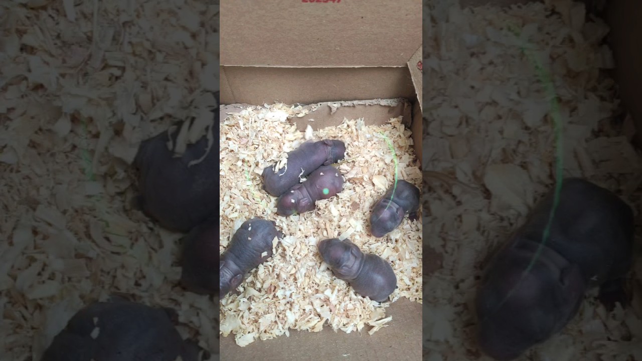 Como os coelhos se reproduzem. 