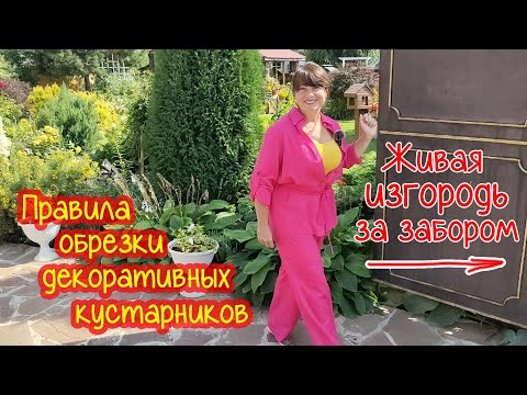 Как ОБРЕЗАТЬ и ФОРМИРОВАТЬ кустарники? Шар из дёрена. + Кустарники в живой изгороди через год.