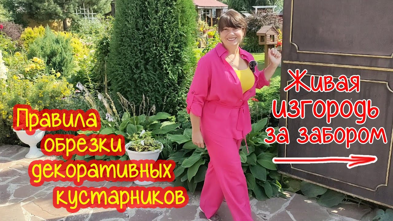 Как ОБРЕЗАТЬ и ФОРМИРОВАТЬ кустарники? Шар из дёрена. + Кустарники в ...