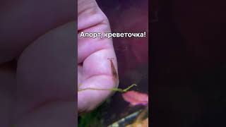 Умная креветка и слова, которые нам всем нужны в понедельник… всем бодрой недели!