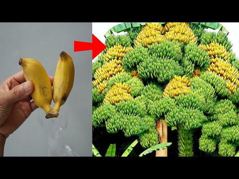 Videó: A kereskedelmi banán növények egy tökéletes klónt alkotnak