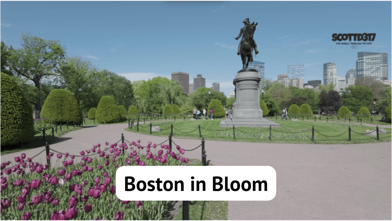 Exploring Boston: Public Garden Spring in Full Bloom - YouTube
