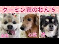 大場久美子【クーミン家のワンズ】保護っ子わが子たちの　生い立ち