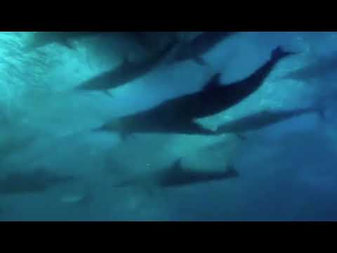 The Blue Planet Episode 1 Part 6