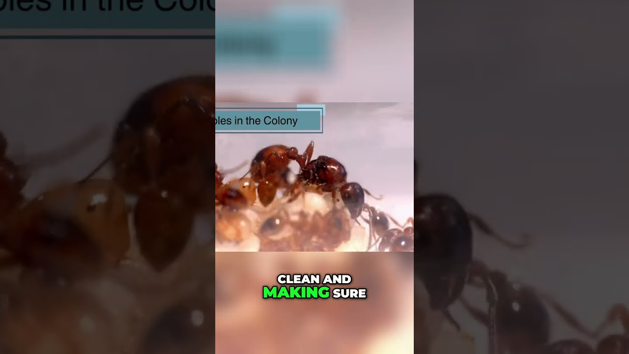 Amazing Ant Colony Jobs: Tiny Gardeners & Fierce Soldiers! 