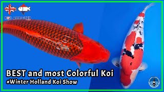 The BEST colorful KOI in Show! Award winning Koifish | Koi Addicted!