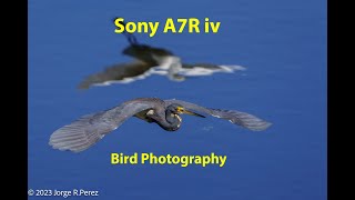 Sony A7R iv Bird Photography