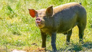 Free Range Pig Farm by Prairie Farm Report 32,575 views 4 years ago 5 minutes, 40 seconds