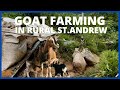 DEEP RURAL GOAT FARMING IN ST.ANDREW JAMAICA| WHAT THEY FEED THE GOAT| INNOVATIVE WAY OF FARMING