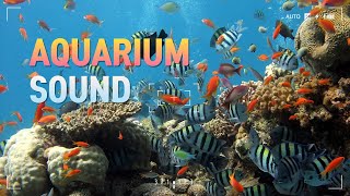 Dream AQUARIUM Underwater Sounds #Aquarium #FishTank #CoralReef