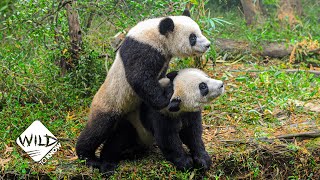 Why It Is So Hard to Make Giant Pandas Mate | Wild to Know