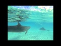 Stinky The Dolphin Harassing Stingrays