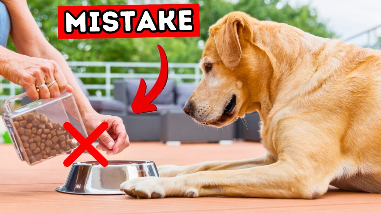 8 Dog Feeding Mistakes That Are RUINING Your Pup’s Health! YouTube