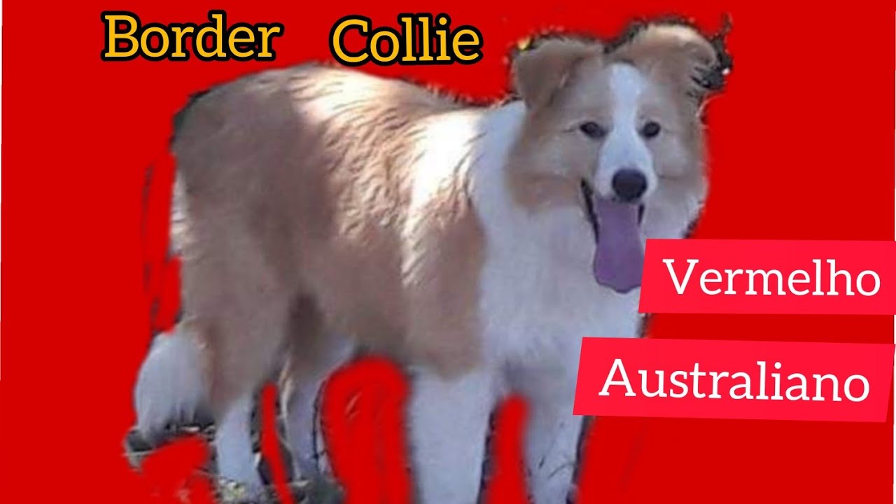 Border Collie Vermelho Australiano Whatsapp 35 998358799 12 996756830 Youtube