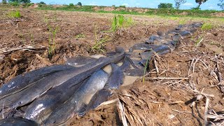 awesome fishing skill! catch a lots of catfish in field now dry water by hand a fisherman