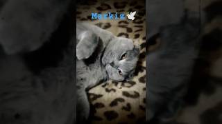 😇😺😭 #music #милота #воспоминания #cat #love #shorts #кот🐾