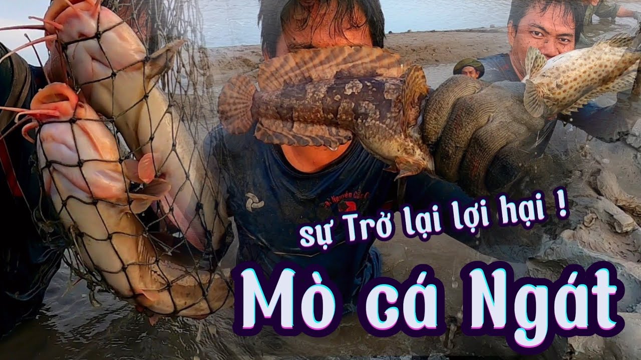 Hang Cá Khủng Đào Muốn Xỉu Với Mấy Con Cá Ngác Trốn Dưới Sình /Đạt Nguyễn Cần Giờ