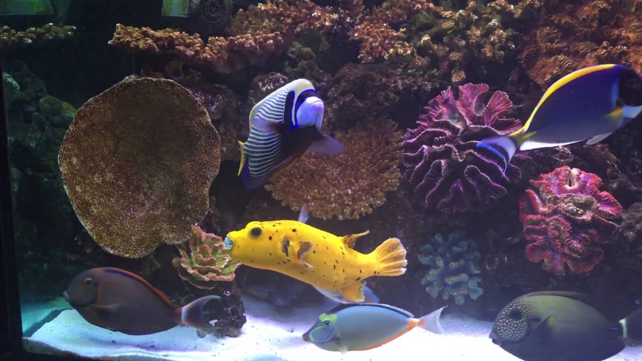 My Marin Aquarium April 2016 YouTube