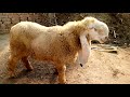 Beautifull sheep vip part 2