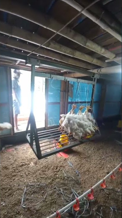 panen ayam broiler || sistem gantung