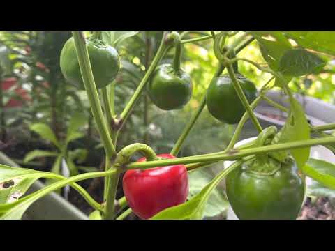 Video: Ce sunt ardeii cireși dulci: îngrijirea plantelor de ardei cireși dulci