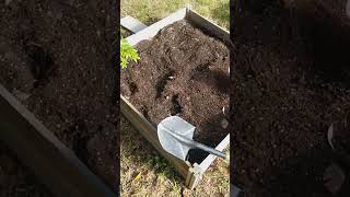 HUGE GROW UPDATE! GROWING OUTDOORS | @tezlato HOW TO GROW CANNABIS #sessions #420 #757