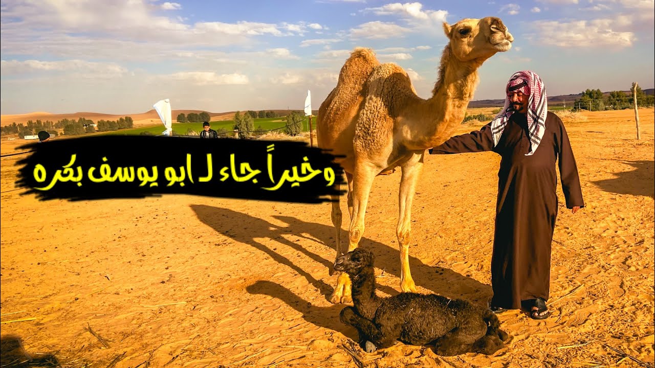 سلسلة الصحراء _ بكرة ابو يوسف