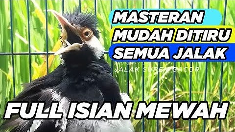 JALAK SUREN GACOR ISIAN FULL MASTERAN JUARA UNTUK PANCINGAN SEMUA JALAK AGAR CEPAT GACOR