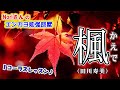 No.54『楓』(田川寿美)【Noriさんの1コーラスレッスン】