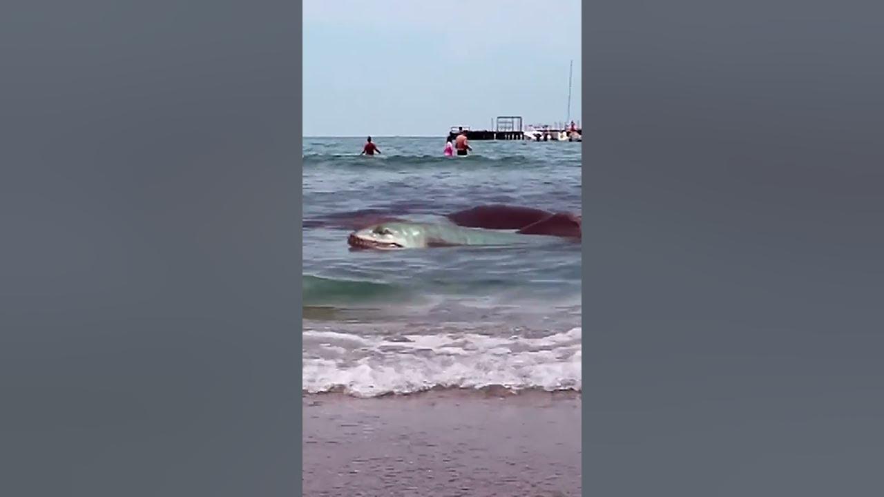 Змеи в анапе в море. Карадагский змей. Карадагский змей в черном море. Карадагский змей в черном море в Анапе. Карадагский змей 2023.