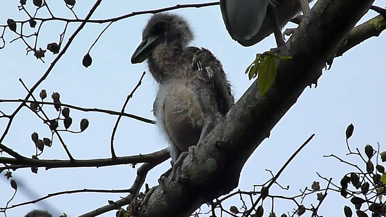 cochlearius-cochlearius-boat-billed-heron-garza-pico-de-bote-o