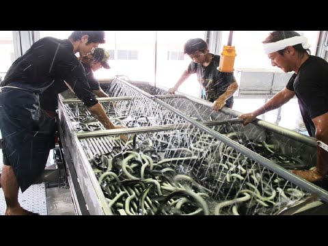 Amazing Japan Aquaculture Technology Farm - Asia Eel Grow to Harvest and Processing