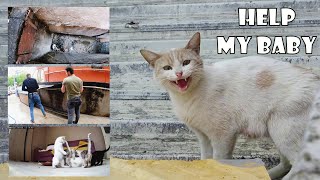 Mama cat cries for the kitten trapped in the ventilation shaft. Kitten Rescue. Before & After