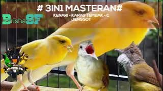 MASTERAN 3IN1 YANG PALING DI CARI PARA MASTER KICAU || KENARI KAPAS TEMBAK & C JENGGOT #brishasf