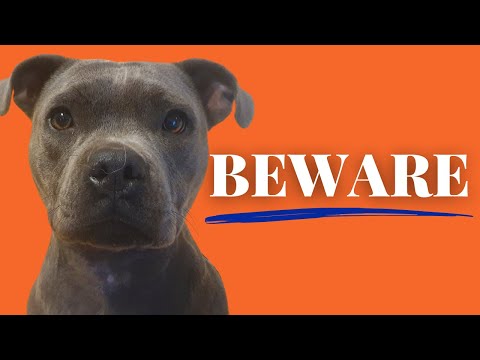 Video: Jenis Baru Trendy Dog Treat Staffordshire Bull Terriers Go Nuts For