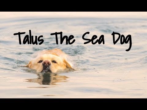 Talus The Sea Dog - Children's Bedtime Story/Meditation