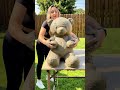 Turn a Teddy Bear Into Beautiful DIY Garden Decor 🧸🌹🌿