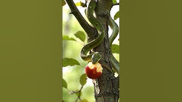 Dangerous Snake #shortsfeed #shortvideo #shorts #snake #trending #youtube #ytshorts
