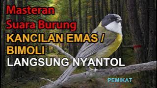 🔴 Masteran Pancingan Bimoli / Kancilan Emas Gacor | Merdunya Kicau Golden Whistler