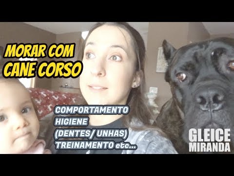 Vídeo: Os cane corsos podem morar em apartamentos?