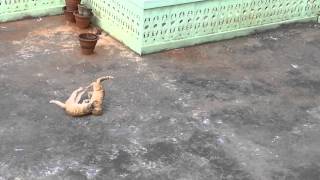 Ultimate Cat Fight, Cat Saves Its Pride Hd