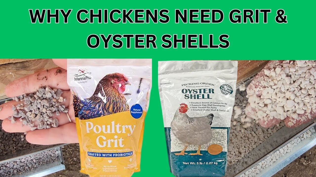 how much oyster shell per chicken