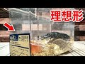 【オオクワガタ】究極の飼育ケースって・・・