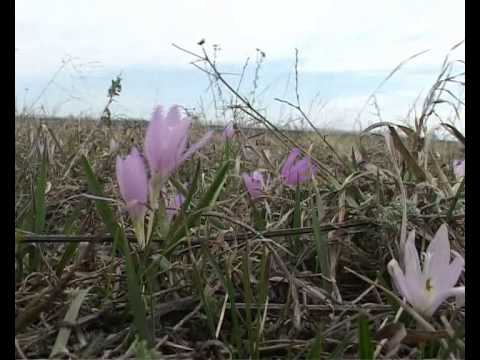 Видео: Брандушка