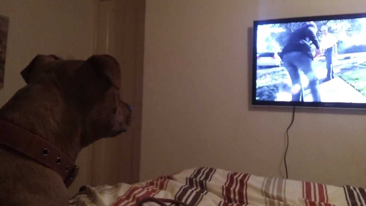 Holly Watching Dog Whisperer