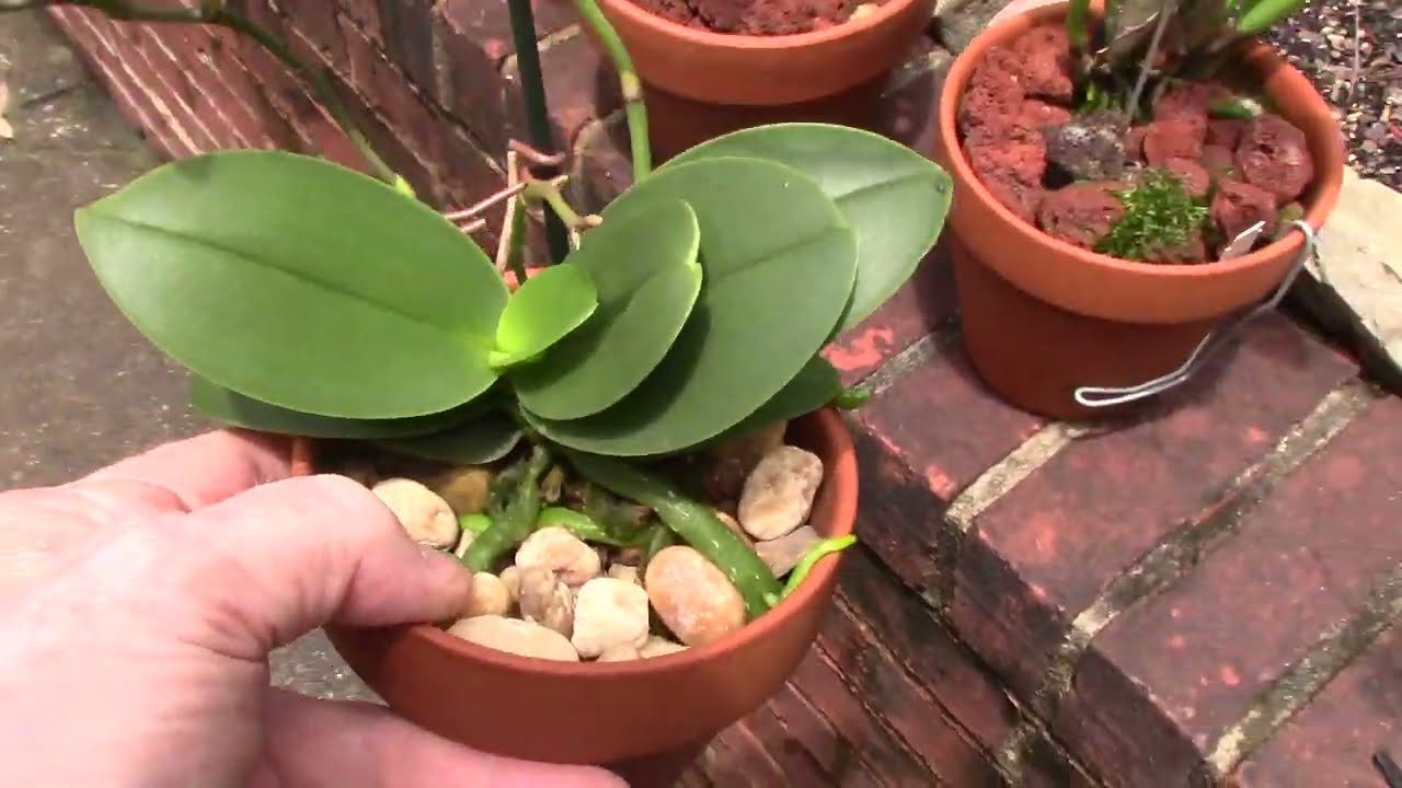 Orchid growing update.....calcium keeps them growing strong!