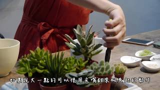 多肉植物-【第一堂園藝課】