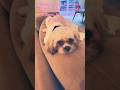 Rate my dogs haircut from one to 10 in the comments 