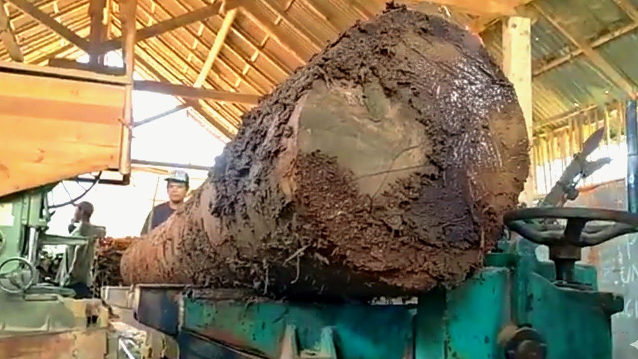 Amazing..!! This is what wood looks like buried in the ground for centuries. sawmill 