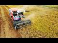 Kubota Rice Harvester Full Operation | Efficient Crop Collection